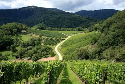 Alsace 2024